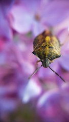 Bug in the lilac