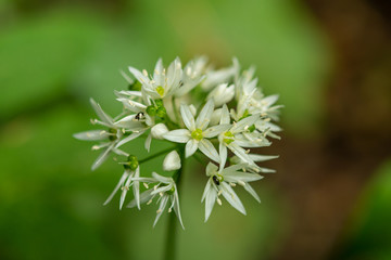 Allium ursinum L.