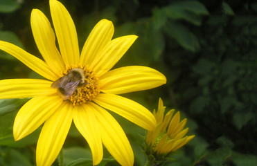 Obraz premium Jerusalem artichoke flower. Yellow flower close-up with a bumblebee insect in the center of an inflorescence. Summer, nature, green background with place for white text.