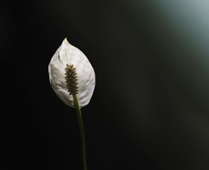 Peace lily on the black background