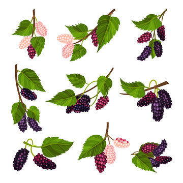 Mulberry Branch with Immature Pink Berries and Ripe Black Ones Vector Set