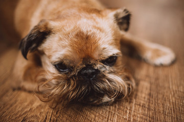 Beautiful Brussels Griffon lies on the floor