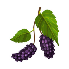 Branch of Mulberry with Lobed Leaf and Fully Ripe Black Berries Vector Illustration