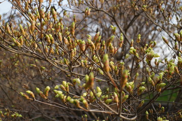 芽吹き　蕾　初春　春の訪れ　公園　樹木