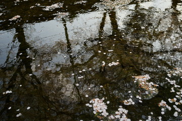 桜　春　桜並木　川沿い　お花見