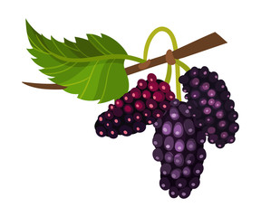 Branch of Mulberry with Lobed Leaf and Fully Ripe Black Berries Vector Illustration