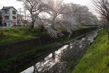 桜　春　桜並木　川沿い　お花見