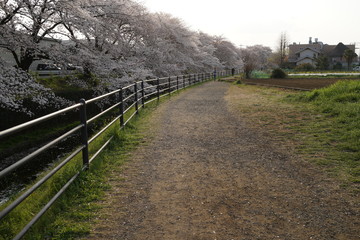 桜　春　桜並木　川沿い　お花見