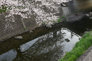 桜　春　桜並木　川沿い　お花見
