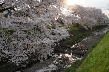 桜　春　桜並木　川沿い　お花見