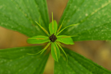 Plants and flowers