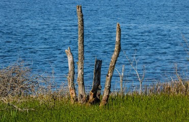 Złamane drzewa nad jeziorem