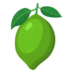 Fresh bright exotic whole lime fruit isolated on white background. Summer fruits for healthy lifestyle. Organic fruit. Cartoon style. Vector illustration for any design.