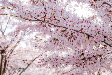 Fototapeta premium Close-up Cherry Blossom (aka Sakura) in April, Busan, South Korea. 