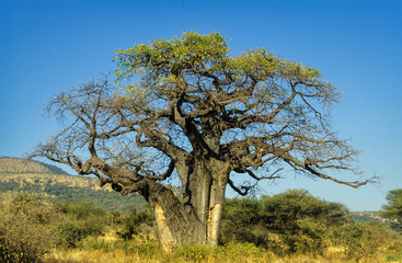 Fototapeta na wymiar Baobab africain, Adansonia digitata, Parc national de Tarangire, Tanzanie
