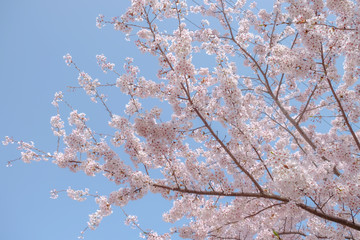 Cherry Blossom season in April at Samnak Ecological Park, near Gimhae international Airport, Busan, South Korea. 