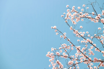 Cherry Blossom in Busan, South Korea, with blue sky background. 