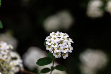Petal of blooming plant in spring