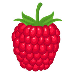 Fresh bright exotic whole raspberry isolated on white background. Summer fruits for healthy lifestyle. Organic fruit. Cartoon style. Vector illustration for any design.