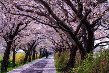 Cherry Blossom season in April at Samnak Ecological Park, near Gimhae international Airport, Busan,...