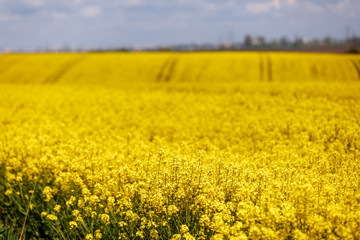 Obraz premium Yellow field of rapeseed and sky with clouds background, plant for green energy