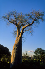 Fototapeta na wymiar Baobab, adansonia zaha, Madagascar