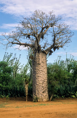 Fototapeta na wymiar Baobab, adansonia zaha, Madagascar