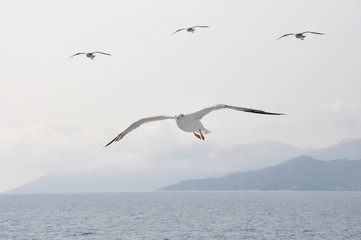 Seagulls flying just above the sea