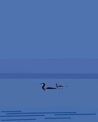 A family of swans on a walk on the water surface.