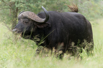 Naklejka premium Buffle d'Afrique, Syncerus caffer, Parc national Kruger, Afrique du Sud