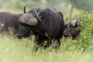 Buffle d'Afrique, Syncerus caffer, Parc national Kruger, Afrique du Sud