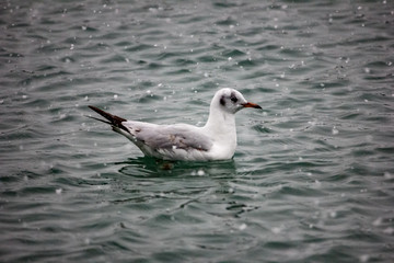 Sea gull floats on the sea, it is snowing. Cloudy winter day at sea.