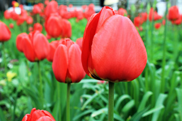 Fototapeta premium Beautiful flowers of red tulips on a background of green plants.