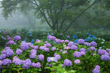 紫陽花の森