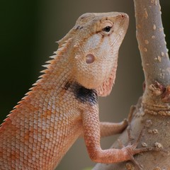 Chameleon on the mulberry tree