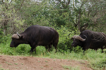 Fototapeta premium Buffle d'Afrique, Syncerus caffer, Parc national Kruger, Afrique du Sud