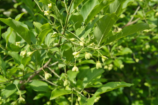 European beresklet (Lat. Euonymus europaeus)