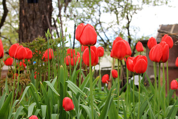 Beautiful flowers of red tulips on a background of green plants.