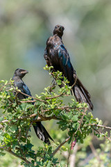 Choucador de Burchell,.Lamprotornis australis, Burchell's Starling