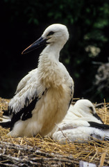 Cigogne blanche, jeune , nid, .Ciconia ciconia,  White Stork,