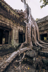Cambodia. Angor Wat. Temple of the prom. The temple where they shot the film Lara Croft. Story. Ancient world. Nature and man. Antiquity. Ancient temples. Ruin. Tree roots © Margarita Timofeeva