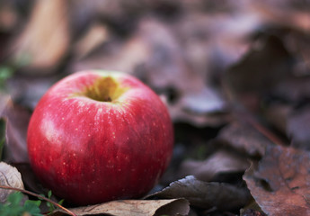 Red apple on a autumn leaves. some green grass near