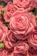 Fototapeta na wymiar Background of pink roses close-up. Bouquet of roses close-up.