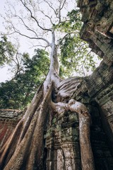 Cambodia. Angor Wat. Temple of the prom. The temple where they shot the film Lara Croft. Story. Ancient world. Nature and man. Antiquity. Ancient temples. Ruin. Tree roots © Margarita Timofeeva