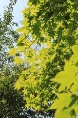 重なり合う緑色のカエデの葉