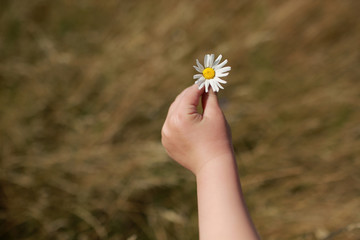 daisy or chamomile flower in the hand of a small child outdoors in the field. Selective focus on flowers. Summer time. Close up. Useful template for card.