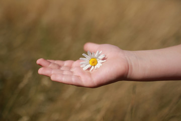 daisy or chamomile flower in the hand of a small child outdoors in the field. Selective focus on flowers. Summer time. Close up. Useful template for card.
