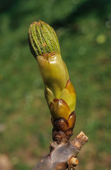 Marronnier d'Inde, Aesculus hippocastanum