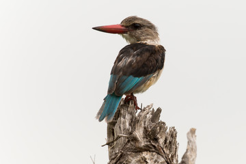 Martin chasseur à tête brune,.Halcyon albiventris, Brown hooded Kingfisher