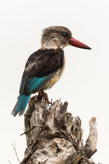 Martin chasseur à tête brune,.Halcyon albiventris, Brown hooded Kingfisher